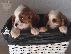 PoulaTo: Χαριτωμένα και λατρευτά κουτάβια Cavalier King Charles Spaniel προς πώληση...